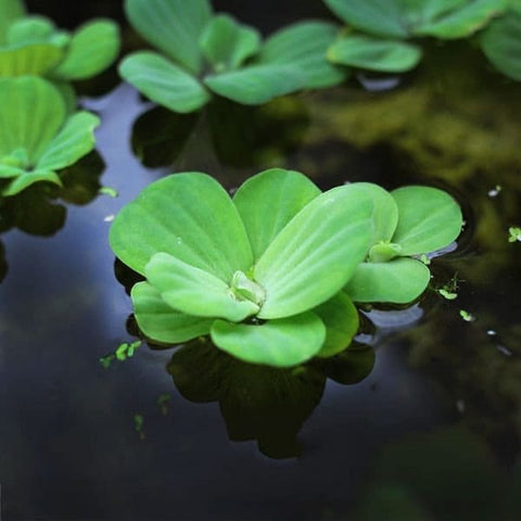 BUY 2 GET 1 FREE Water Lettuce (Pistia Stratiotes)
