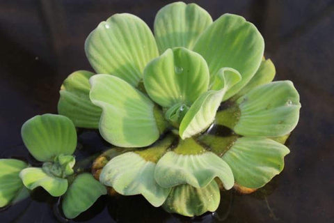 BUY 2 GET 1 FREE Water Lettuce (Pistia Stratiotes)