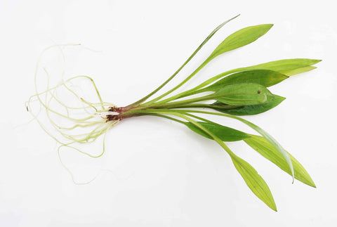 BUY 2 GET 1 FREE Large! Amazon Sword (Echinodorus amazonicus)