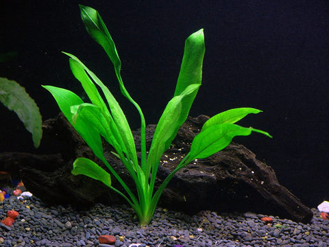 BUY 2 GET 1 FREE Large! Amazon Sword (Echinodorus amazonicus)