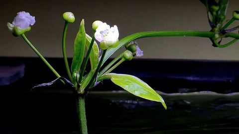 plastic amazon sword plant BUY 2 GET 1 FREE Large! Amazon Sword (Echinodorus amazonicus) – Florida Aquascaping
