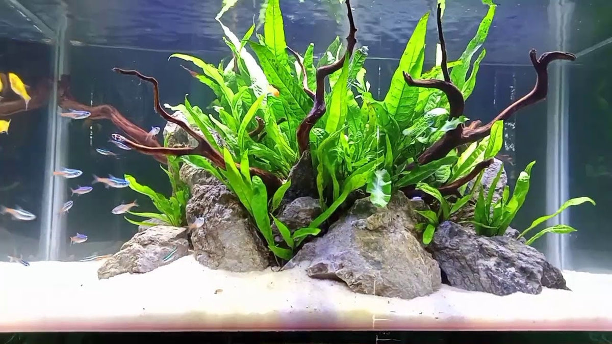 BUY 2 GET 1 FREE Java Fern (Microsorum pteropus) – Florida Aquascaping