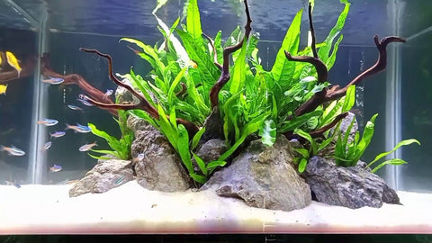 BUY 2 GET 1 FREE Java Fern (Microsorum pteropus)