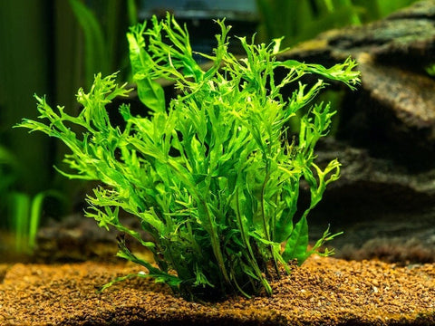 BUY 2 GET 1 FREE Java Fern "Windelov" (Lacy Java Fern)