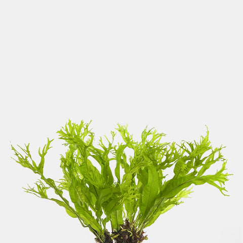BUY 2 GET 1 FREE Java Fern "Windelov" (Lacy Java Fern)