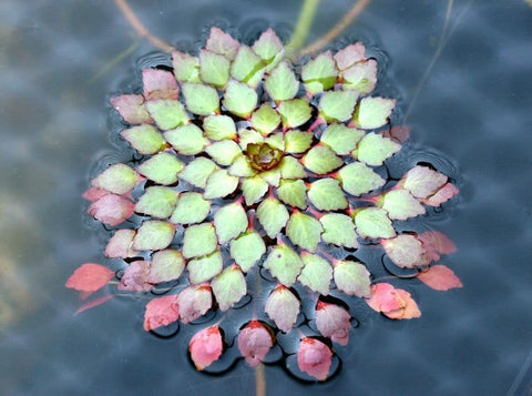 BUY 2 GET 1 FREE Mosaic Plant! (Ludwigia Sedioides)