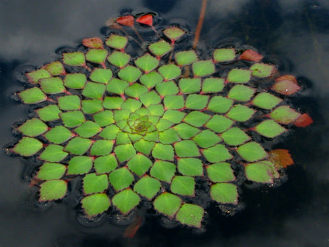 BUY 2 GET 1 FREE Mosaic Plant! (Ludwigia Sedioides)