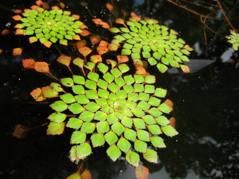 BUY 2 GET 1 FREE Mosaic Plant! (Ludwigia Sedioides)