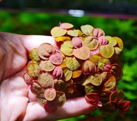 BUY 1 GET 1 FREE Red Root Floater (Phyllanthus Fluitans)