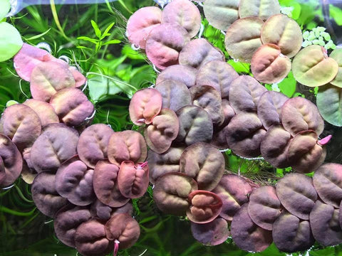 BUY 1 GET 1 FREE Red Root Floater (Phyllanthus Fluitans)