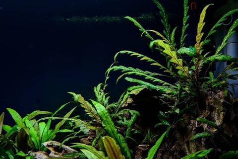 BUY 2 GET 1 FREE Hygrophila pinnatifida