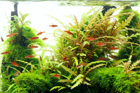 BUY 2 GET 1 FREE Hygrophila pinnatifida