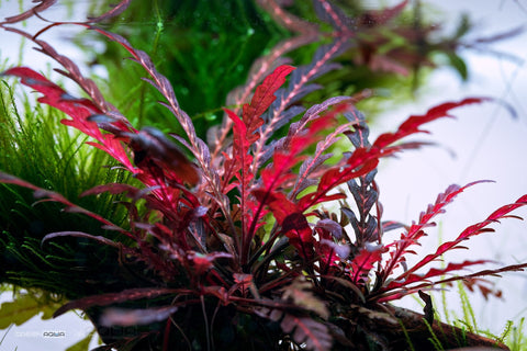 BUY 2 GET 1 FREE Hygrophila pinnatifida