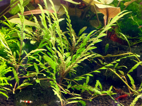 BUY 2 GET 1 FREE Hygrophila pinnatifida