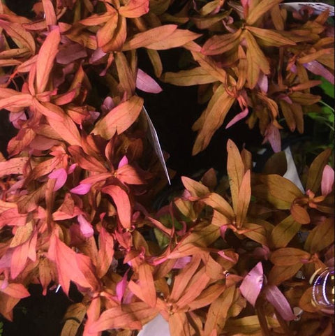 BUY 2 GET 1 FREE Ammania Gracilis