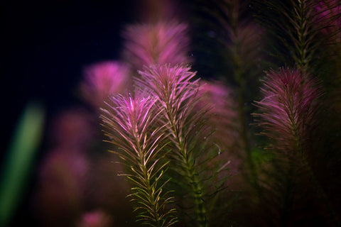 BUY 1 GET 1 FREE Rotala Wallichii (Whorly Rotala)