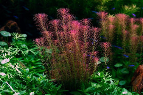 BUY 1 GET 1 FREE Rotala Wallichii (Whorly Rotala)