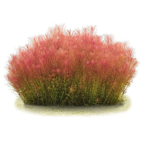 BUY 1 GET 1 FREE Rotala Wallichii (Whorly Rotala)