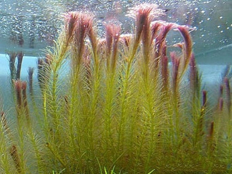 BUY 1 GET 1 FREE Rotala Wallichii (Whorly Rotala)
