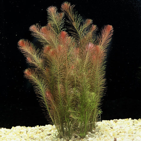 BUY 1 GET 1 FREE Rotala Wallichii (Whorly Rotala)