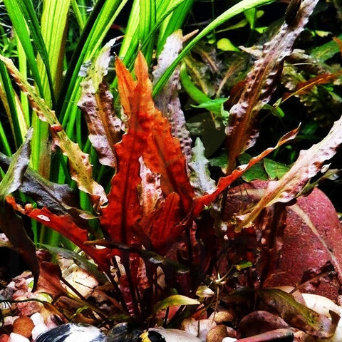 BUY 2 GET 1 FREE Cryptocoryne Wendtii 'Red'-Easy Live Aquarium Pond Aquatic Plant