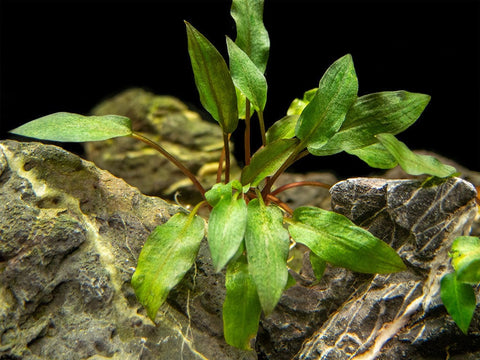 BUY 2 GET 1 FREE Cryptocoryne Wendtii 'Red'-Easy Live Aquarium Pond Aquatic Plant