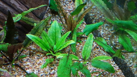 BUY 2 GET 1 FREE Cryptocoryne Wendtii 'Green'