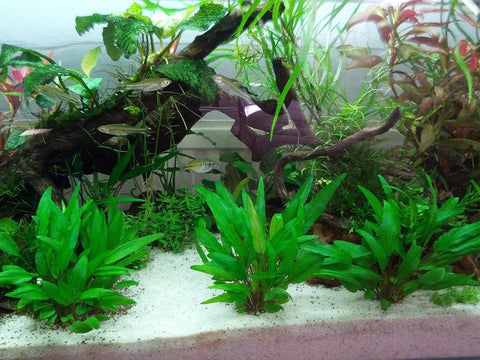 BUY 2 GET 1 FREE Cryptocoryne Wendtii 'Green'
