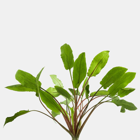 BUY 2 GET 1 FREE Cryptocoryne Wendtii 'Green'