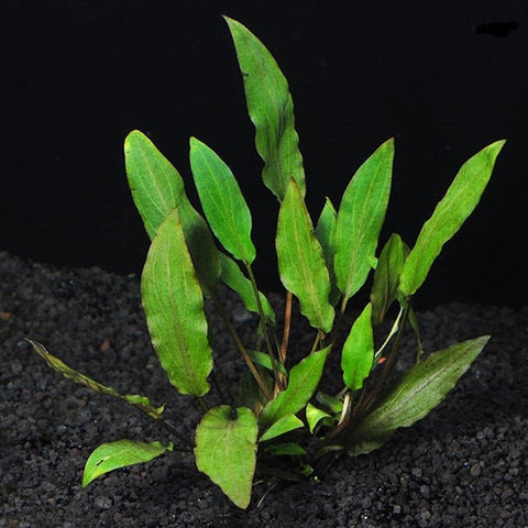 BUY 2 GET 1 FREE Cryptocoryne Wendtii 'Green'