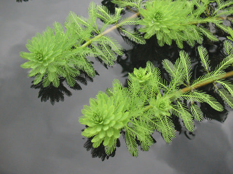 BUY 2 GET 1 FREE Parrot Feather (Myriophyllum aquaticum)