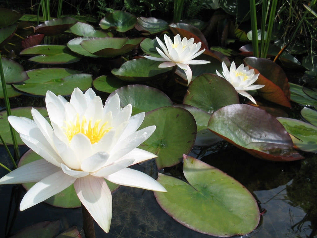 Nymphaea 