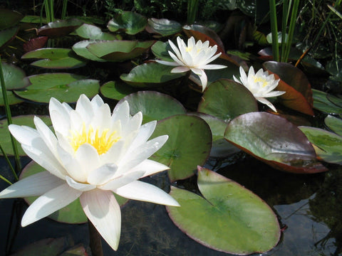 Nymphaea "Alba" Water Lily (Full Grown Plant!)