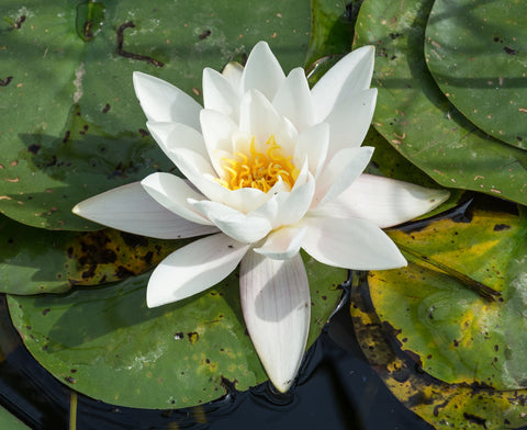 Nymphaea "Alba" Water Lily (Full Grown Plant!)