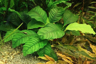 BUY 2 GET 1 FREE Anubias Barteri 'Coffeefolia'-SQ5917119