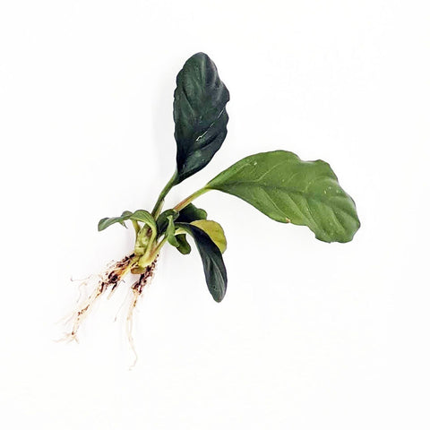 BUY 2 GET 1 FREE Anubias Barteri 'Coffeefolia'-SQ5917119