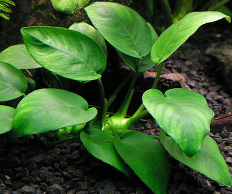 BUY 2 GET 1 FREE Anubias Nana 'Petite'