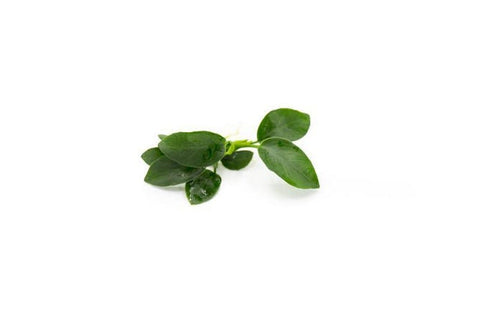 BUY 2 GET 1 FREE Anubias Nana 'Petite'