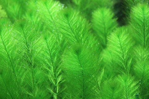 BUY 2 GET 1 FREE Green Foxtail (Myriophyllum pinnatum)