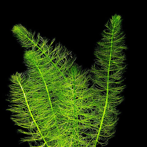 BUY 2 GET 1 FREE Green Foxtail (Myriophyllum pinnatum)