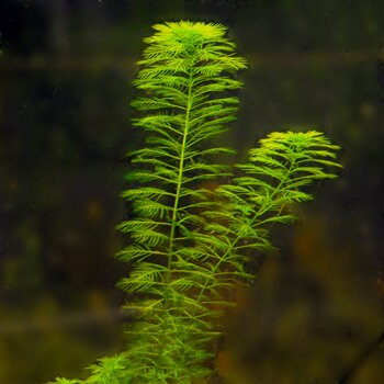 BUY 2 GET 1 FREE Green Foxtail (Myriophyllum pinnatum)