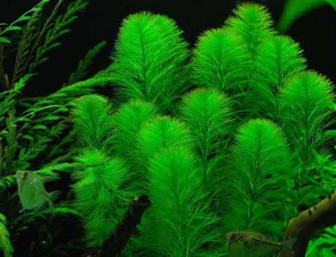 BUY 2 GET 1 FREE Green Foxtail (Myriophyllum pinnatum)