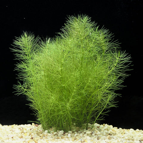 BUY 2 GET 1 FREE Green Foxtail (Myriophyllum pinnatum)