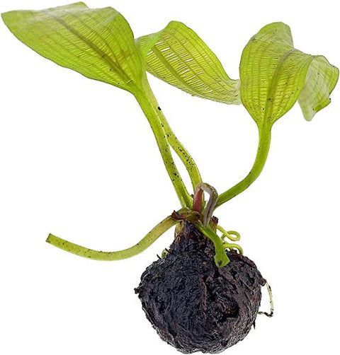 BUY 2 GET 1 FREE Madagascar Lace Plant! (Aponogeton madagascariensis)-SQ8361945