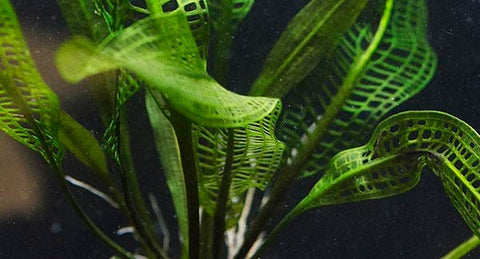 BUY 2 GET 1 FREE Madagascar Lace Plant! (Aponogeton madagascariensis)-SQ8361945