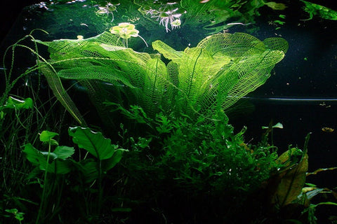 BUY 2 GET 1 FREE Madagascar Lace Plant! (Aponogeton madagascariensis)-SQ8361945