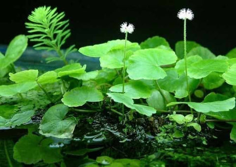 BUY 2 GET 1 FREE Brazilian Pennywort (Hydrocotyle Leucocephala)