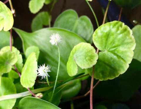 BUY 2 GET 1 FREE Brazilian Pennywort (Hydrocotyle Leucocephala)
