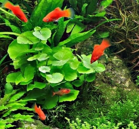 BUY 2 GET 1 FREE Brazilian Pennywort (Hydrocotyle Leucocephala)