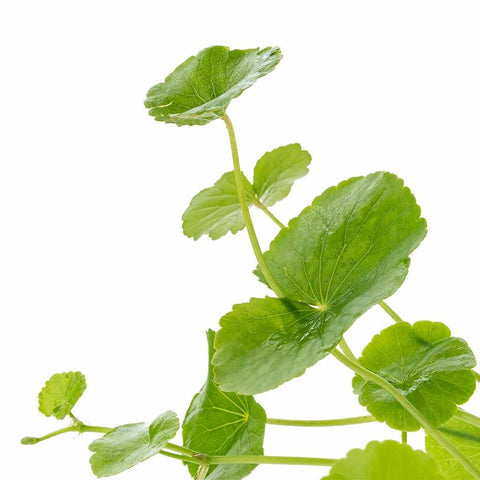 BUY 2 GET 1 FREE Brazilian Pennywort (Hydrocotyle Leucocephala)